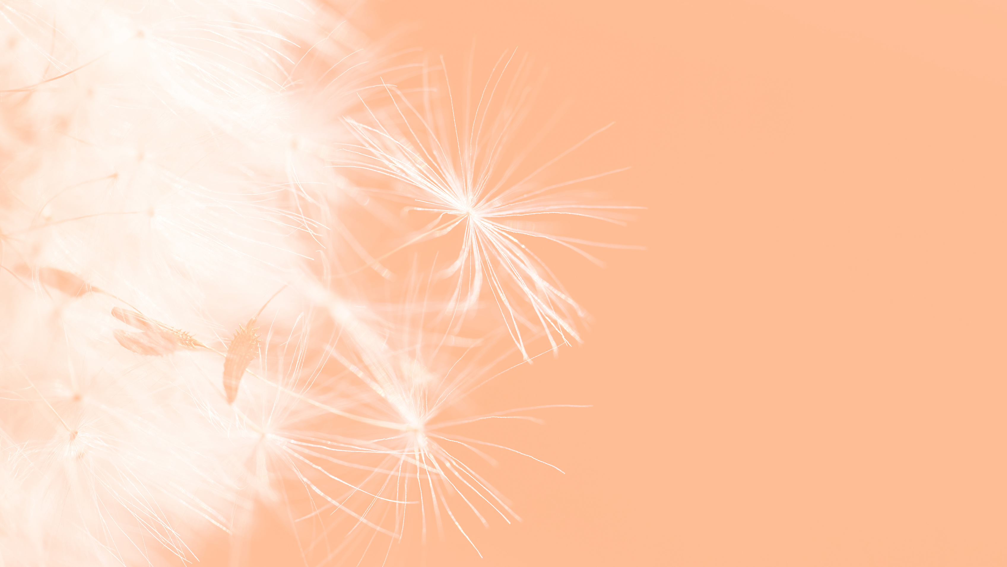 Color of the Year 2024 Peach Fuzz. Beautiful soft background.